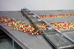 REWERA maszyny do sortowania owoców i warzyw 01