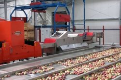 REWERA maszyny do sortowania owoców i warzyw 02
