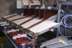 REWERA maszyny do sortowania owoców i warzyw 11