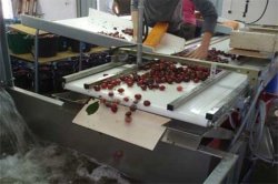 REWERA maszyny do sortowania owoców i warzyw 11